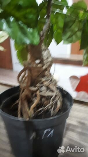 Радермахера бонсай