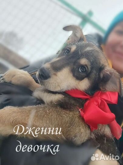 Щенки бесплатно