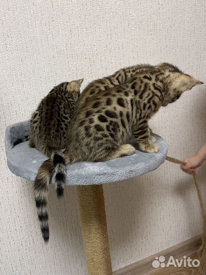 Бенгальские котята