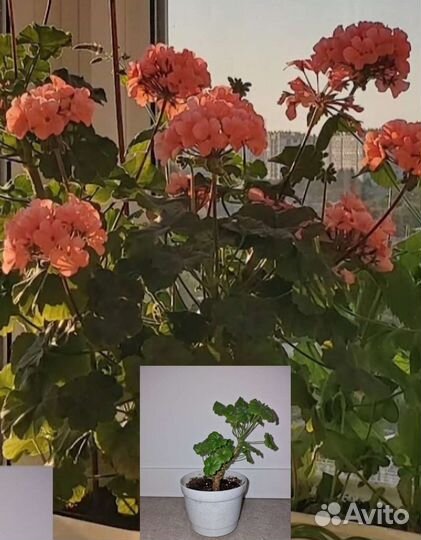 Комнатные растения