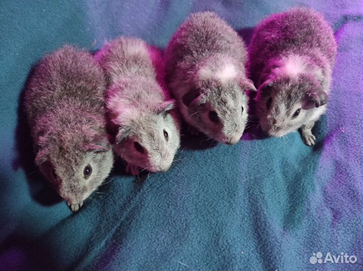 Морская свинка тедди