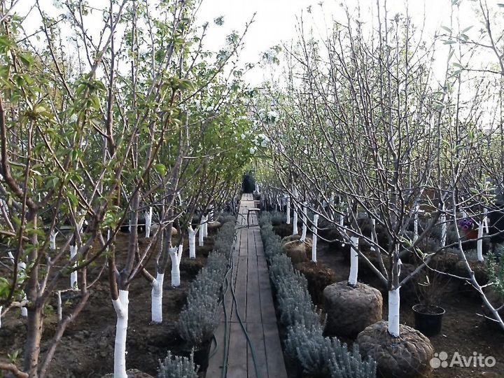 Плодовые саженцы