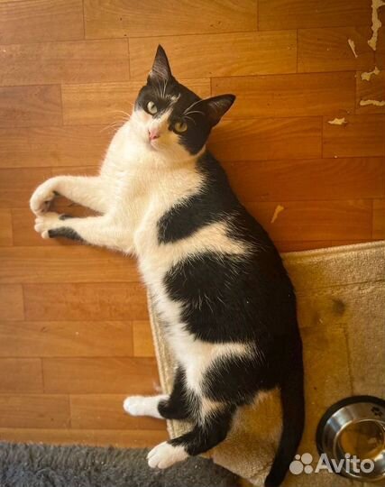 Кот в добрые руки