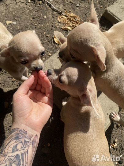 Щенки чихуахуа