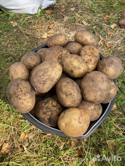 Продам картофель