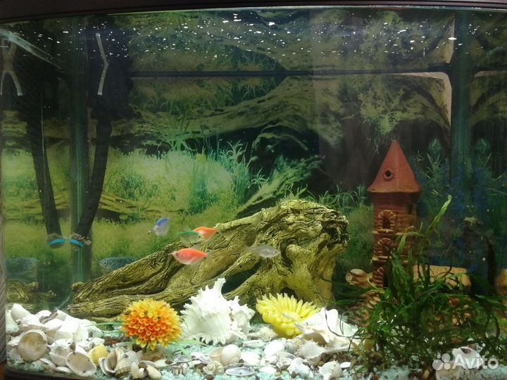 Аквариум с рыбками