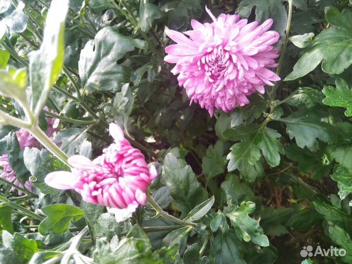 Хризантемы