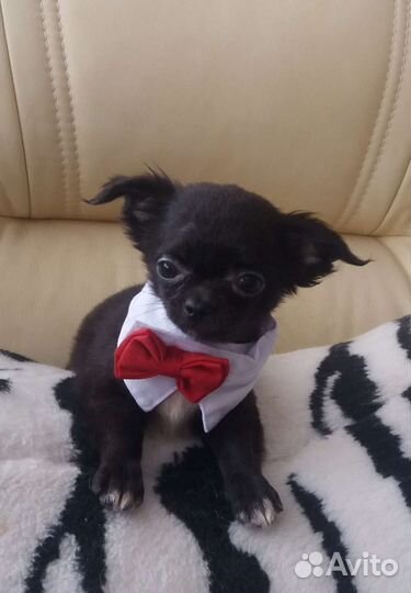 Чихуахуа породные курносые