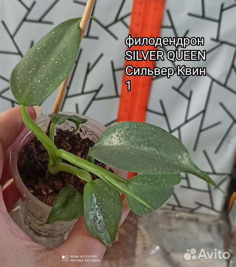 Филодендрон silver queen (сильвер Квин)