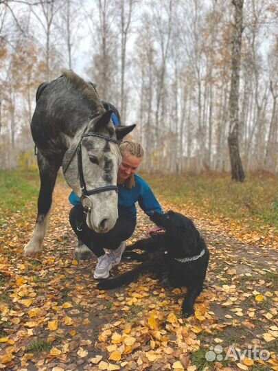 Конные прогулки, обучение верховой езде