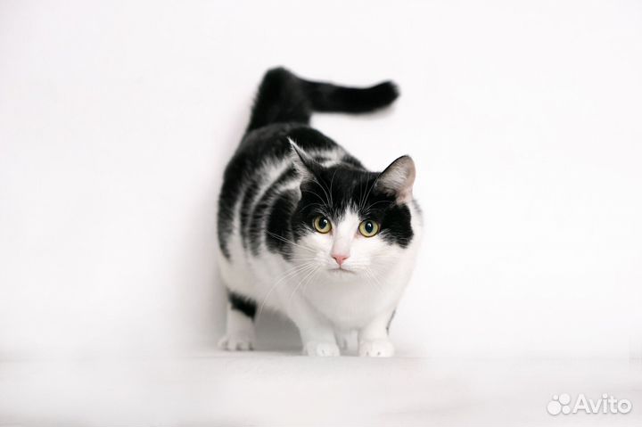 Шахматная королева Нюша в добрые руки