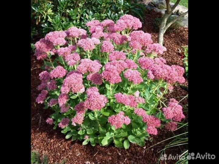 Цветы. Малина. Травки и др