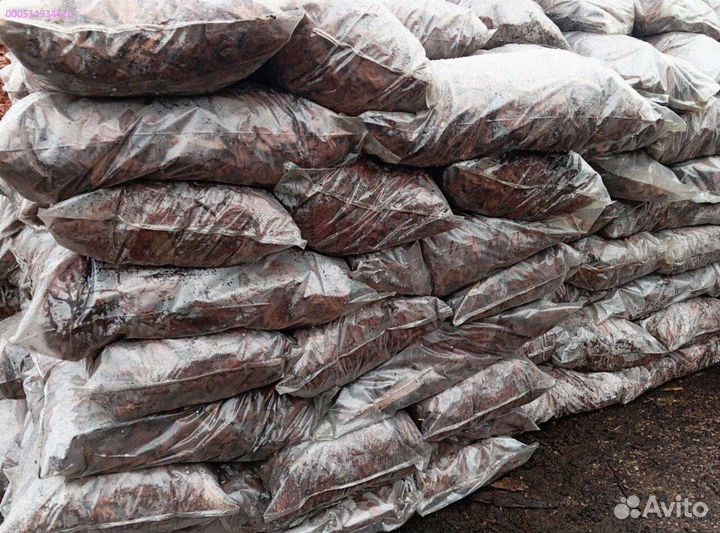 Лиственница: кора для здоровья и красоты