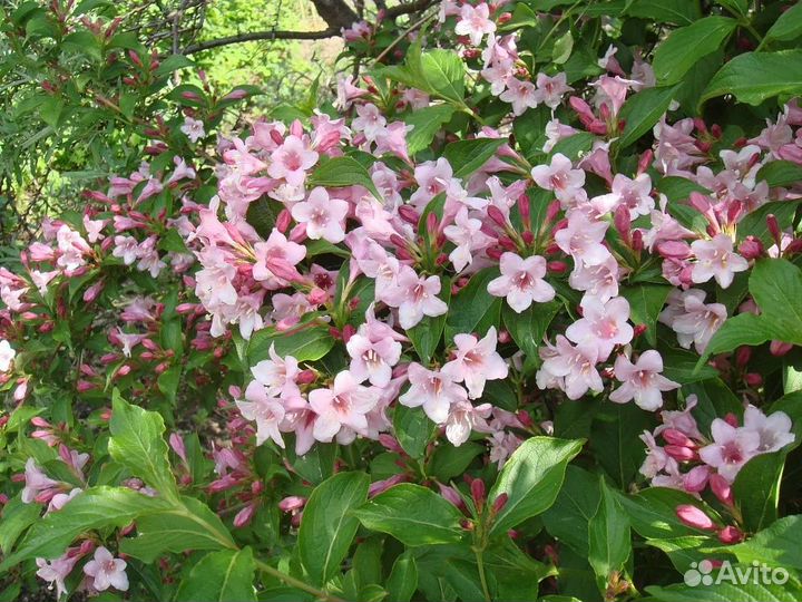 Вейгела саженцы