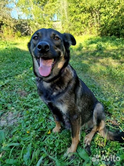 Щенки двортерьер