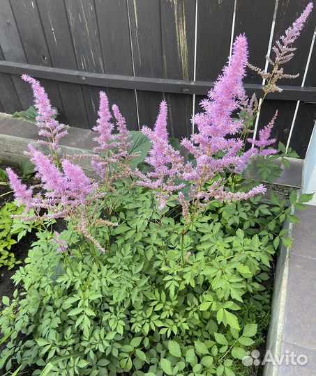 Ирисы, лилейники, астильба и другие многолетники