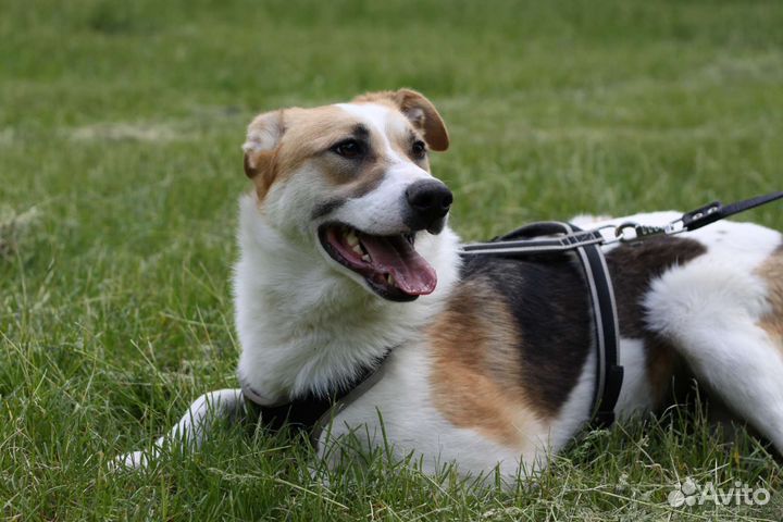 Молодой пёс Купер нуждается в доме