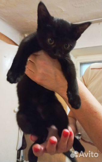 Котенок девочка