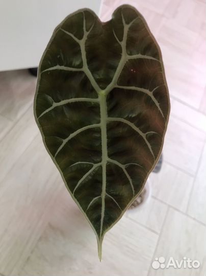 Алоказия хетерофилла