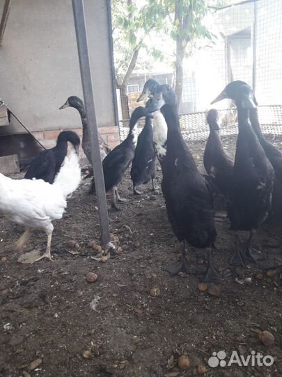 Индийские бегуны (бегунки) утки