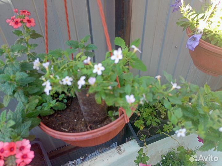 Бакопа ампельная