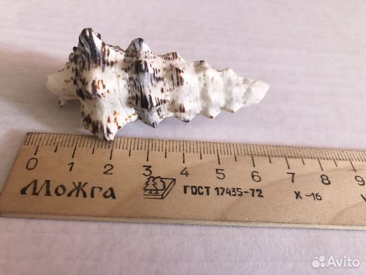 Морские ракушки, звезды