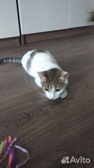 Кошка ласкуша трехцветная,котенок в добрые руки