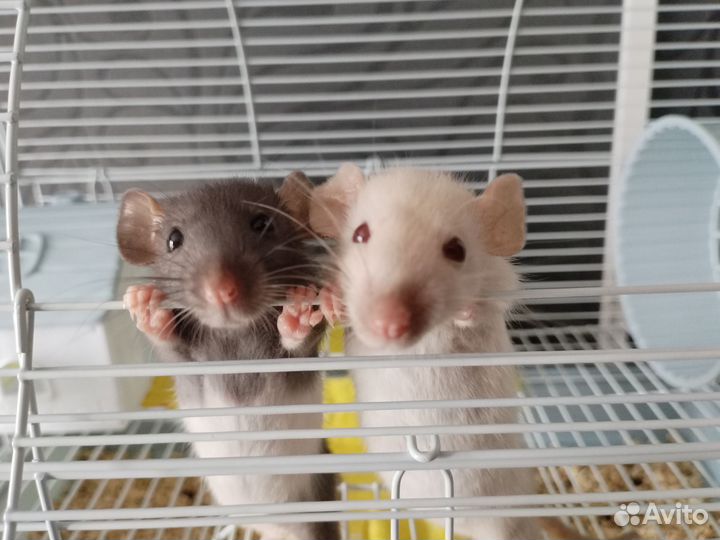 Крыса дамбо с клеткой
