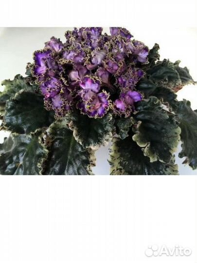 Сортовые фиалки(листики)