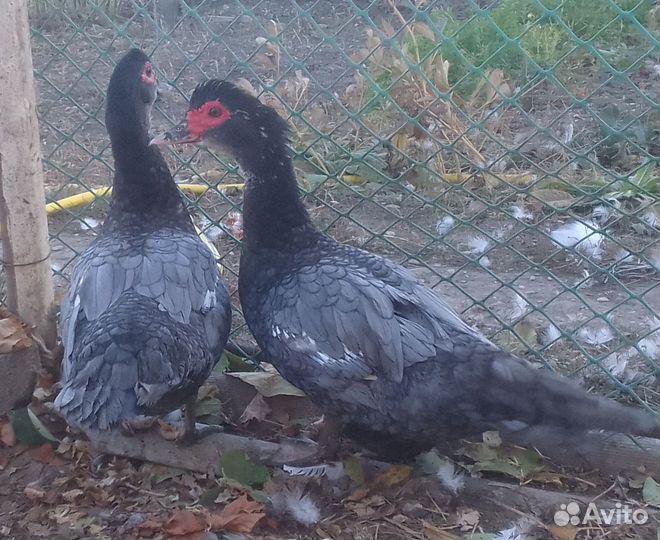 Индоутки Тяжелая линия