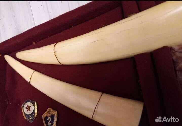 Клык,бивень, панно,За дальний поход 