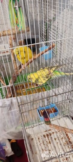 Волнистый попугай