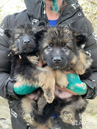 Щенки немецкой овчарки