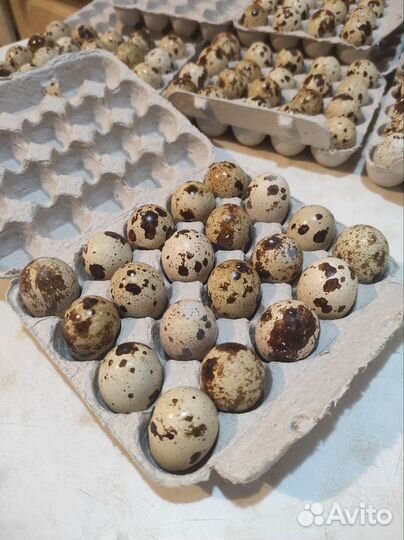 Яйца перепелиные домашние+доставка