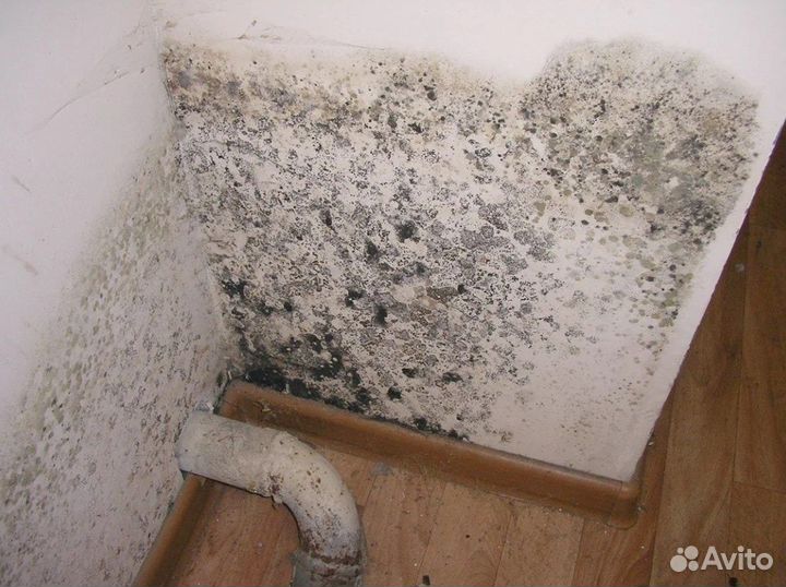 Дезинфекция/дезинсекция/чистка кулера