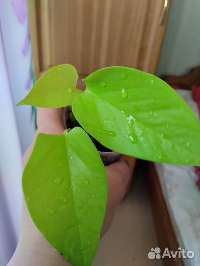 Сциндапсусы, эпипремнумы, Марбл Квинн, Мунлайт