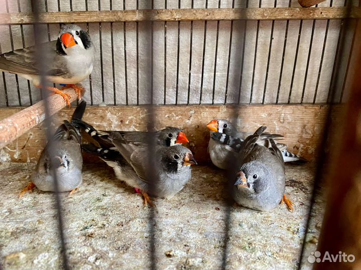 Зебровые амадины