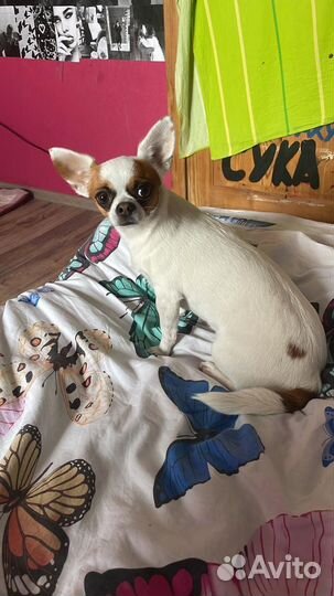 Чихуахуа девочка