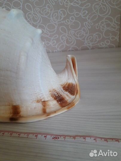 Ракушки морские большие