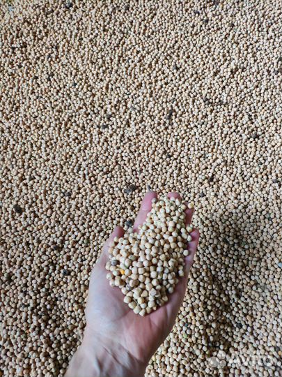 Горох кормовой