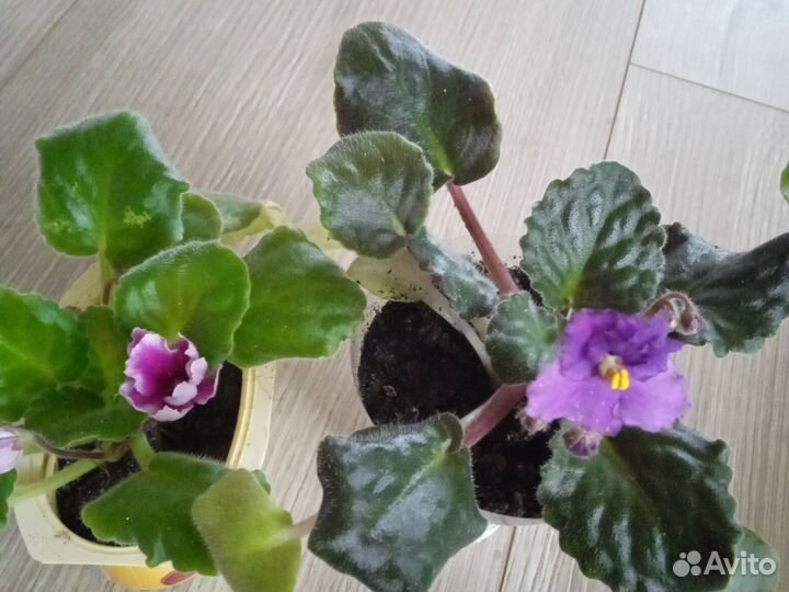 Фиалки с цветами