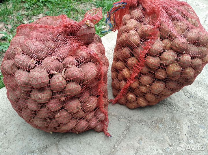 Семенной картофель гала и veneta