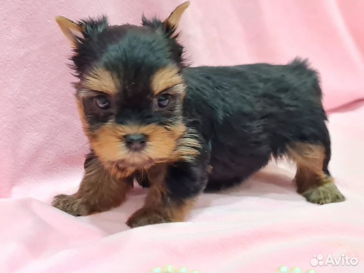 Йоркширский терьер мини щенки бейби фейс