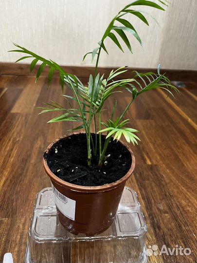 Пальма хамедорея