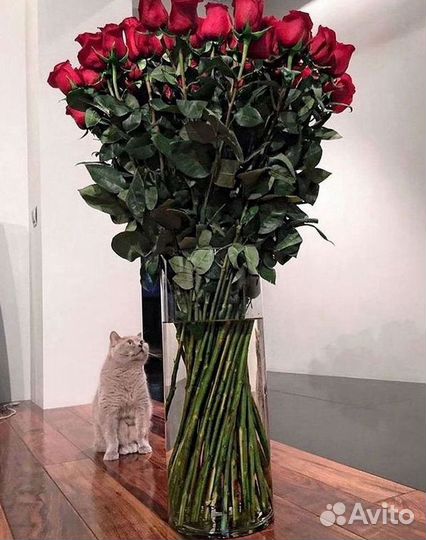 Высокие Розы Гиганты Доставка Круглосуточно