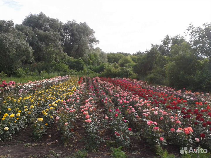 Принимаем заказы на саженцы розы осень окс