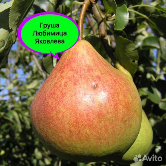 Саженцы Груши