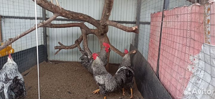 Петухи доминант