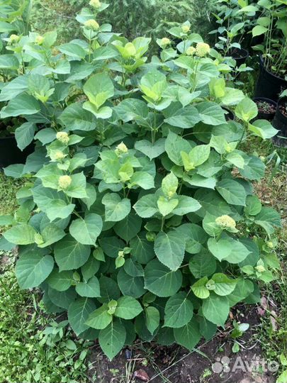 Гортензия Анабель