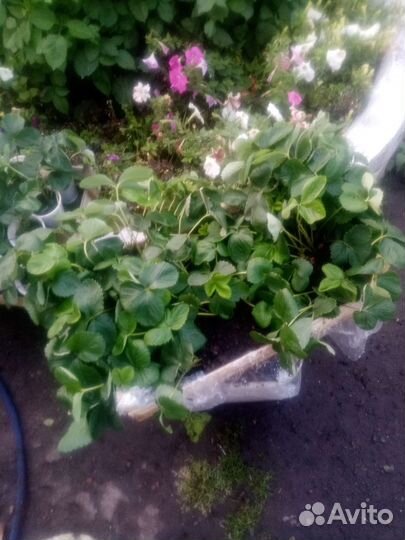 Саженцы клубники Фестивальная (садовая земляника)